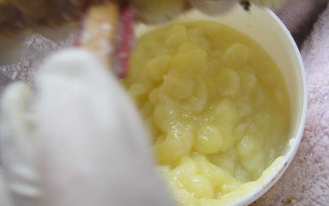 蜂王漿對(duì)人身體有好處么(吃蜂王漿有什么好處和禁忌) 蜂王漿對(duì)人身體有好處么(吃蜂王漿有什么好處和禁忌)