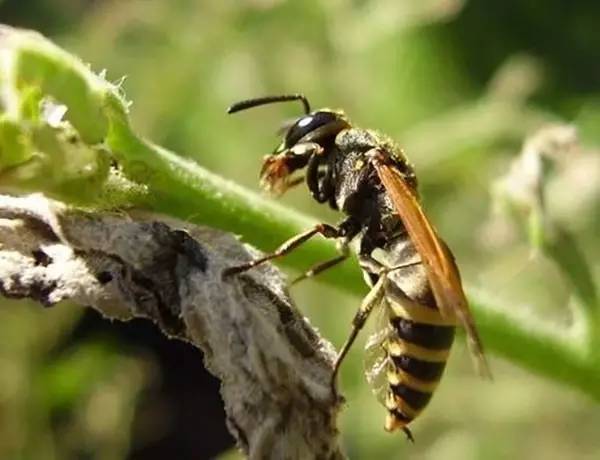 找馬蜂窩的絕招技巧（如何找到馬蜂的窩）