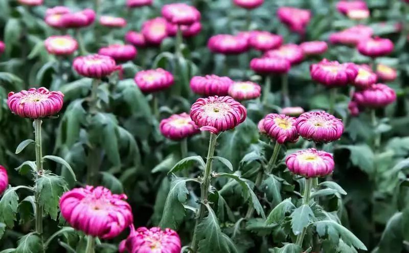 中蜂箱42規(guī)格尺寸圖解(中蜂標淮蜂箱尺寸及詳圖) 中蜂箱42規(guī)格尺寸圖解(中蜂標淮蜂箱尺寸及詳圖)