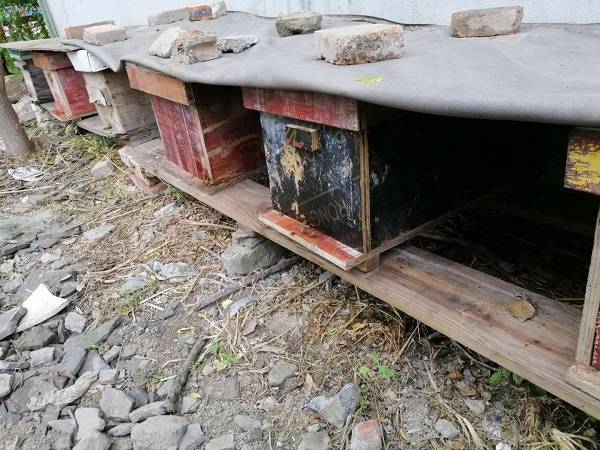 怎么防止胡蜂（胡蜂的防治技術）