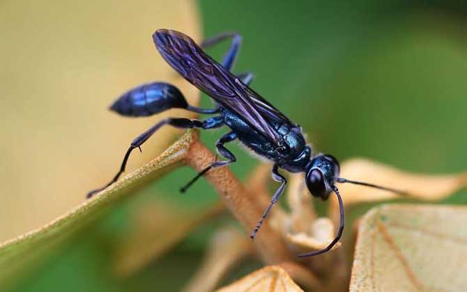細腰蜂如何繁殖后代（細腰蜂的繁殖方式）