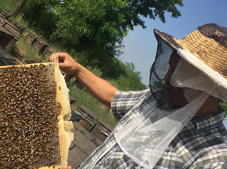 采集野生蜂蜜對(duì)蜜蜂生存有影響嗎(蜂蜜被取走了蜜蜂會(huì)餓死嗎) 采集野生蜂蜜對(duì)蜜蜂生存有影響嗎(蜂蜜被取走了蜜蜂會(huì)餓死嗎)