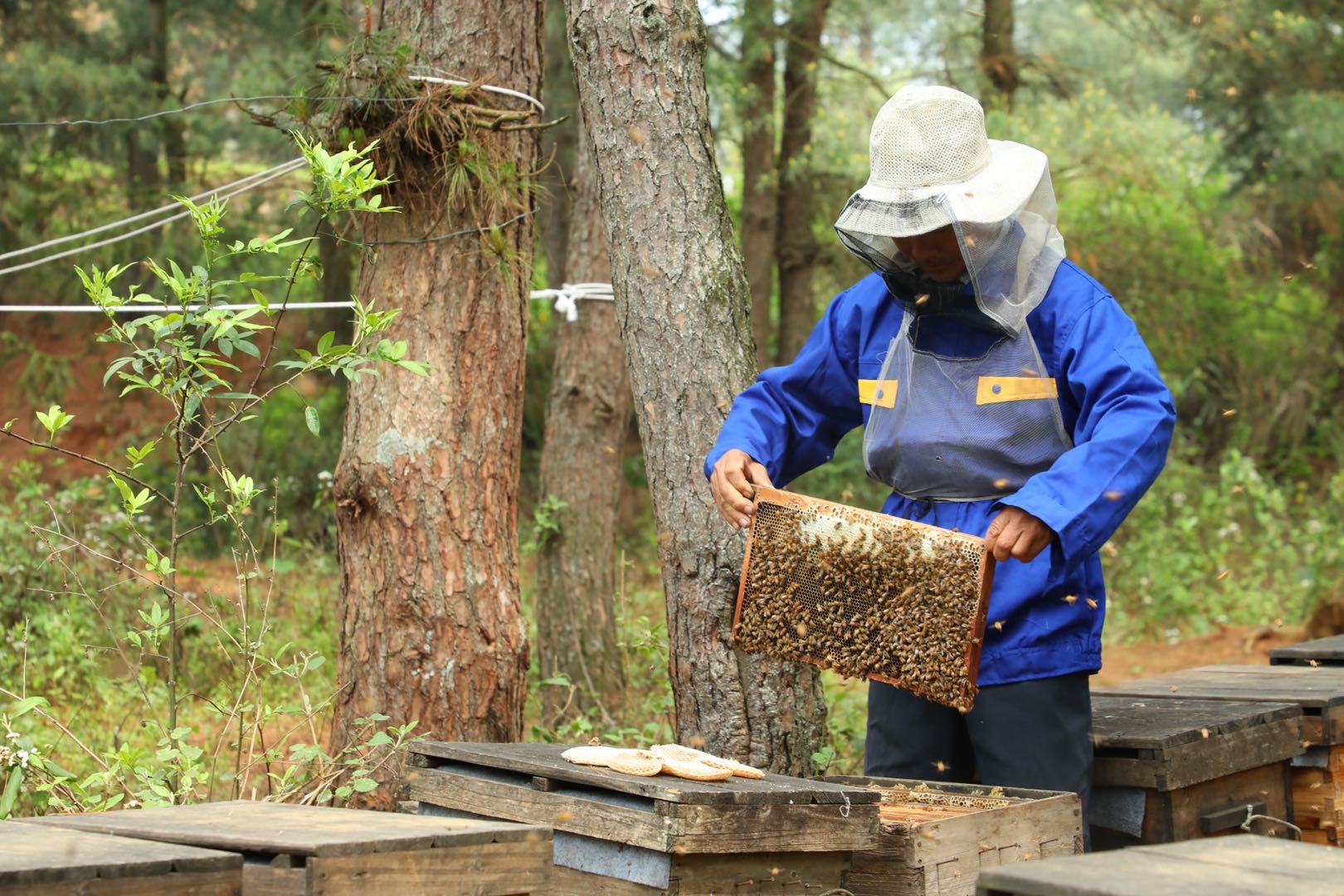 采集野生蜂蜜對(duì)蜜蜂生存有影響嗎(蜂蜜被取走了蜜蜂會(huì)餓死嗎) 采集野生蜂蜜對(duì)蜜蜂生存有影響嗎(蜂蜜被取走了蜜蜂會(huì)餓死嗎)