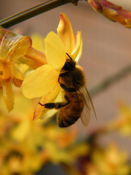 蜂蜜的保存方法及保存時間(蜂蜜儲存方法及年限) 蜂蜜的保存方法及保存時間(蜂蜜儲存方法及年限)