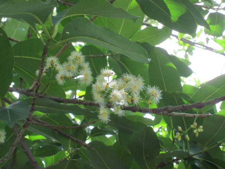 養蜂人一年能賺多少錢？