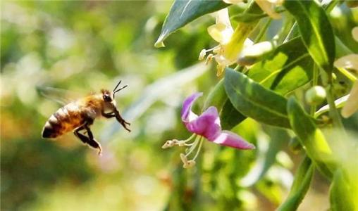 養蜂人一年能賺多少錢？