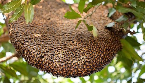 蜜蜂窩是什么做成的?(蜜蜂窩的形成材料) 蜜蜂窩是什么做成的?(蜜蜂窩的形成材料)