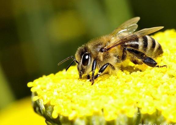 會折人的蜜蜂是什么，工蜂還是雄蜂（會蟄人的蜜蜂是雌蜂還是雄蜂）