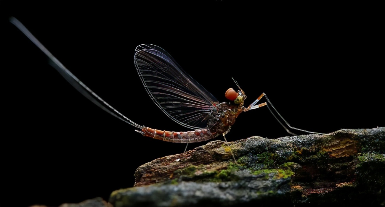 湖南沅江蜉蝣大爆發(fā)，內(nèi)蒙古蚜蟲大爆發(fā)，是氣候大變的征兆嗎？
