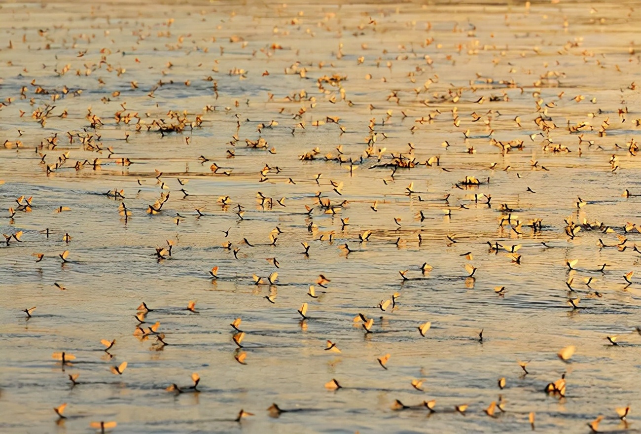 湖南沅江蜉蝣大爆發(fā)，內(nèi)蒙古蚜蟲大爆發(fā)，是氣候大變的征兆嗎？