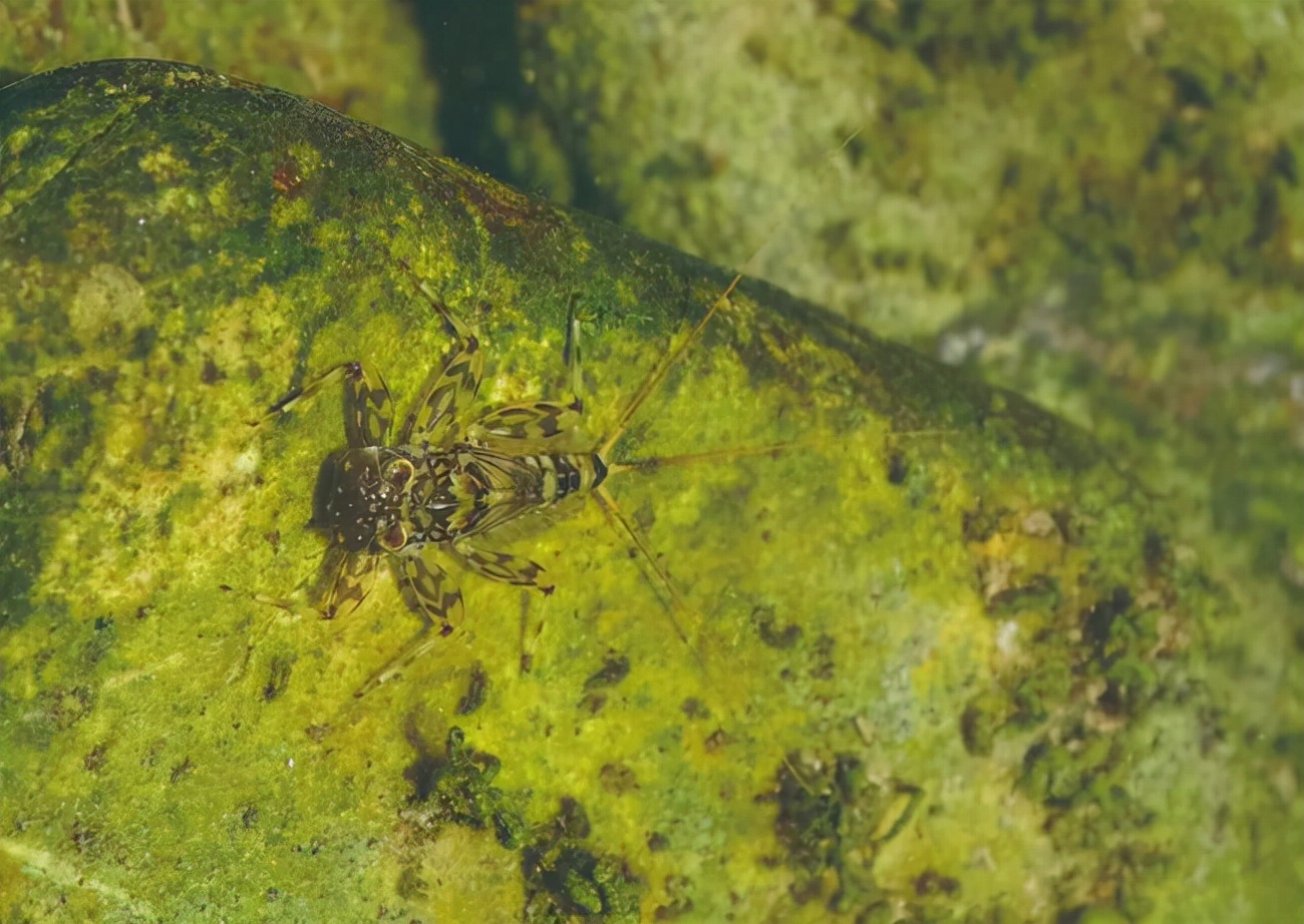 湖南沅江蜉蝣大爆發(fā)，內(nèi)蒙古蚜蟲大爆發(fā)，是氣候大變的征兆嗎？
