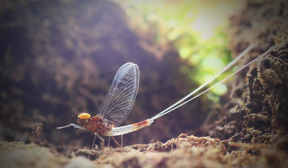 湖南沅江蜉蝣大爆發(fā)，內(nèi)蒙古蚜蟲大爆發(fā)，是氣候大變的征兆嗎？