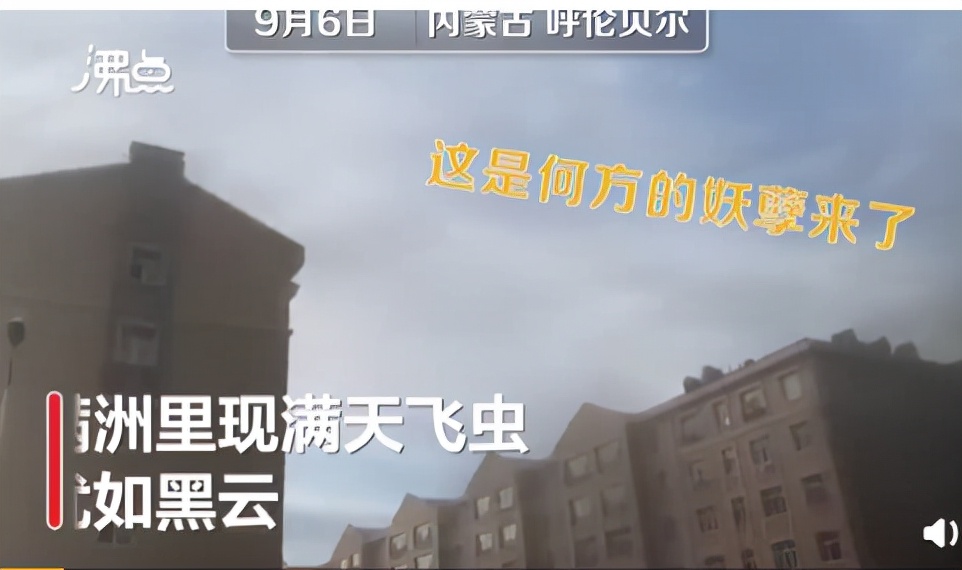 湖南沅江蜉蝣大爆發(fā)，內(nèi)蒙古蚜蟲大爆發(fā)，是氣候大變的征兆嗎？