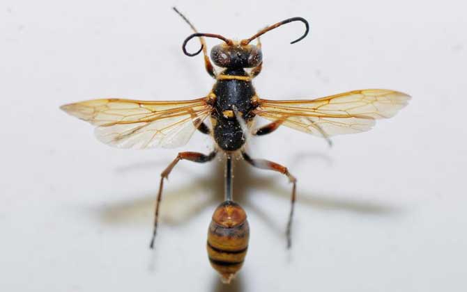 細腰蜂長什么樣子(腰很細的蜜蜂是什么蜂) 細腰蜂長什么樣子(腰很細的蜜蜂是什么蜂)