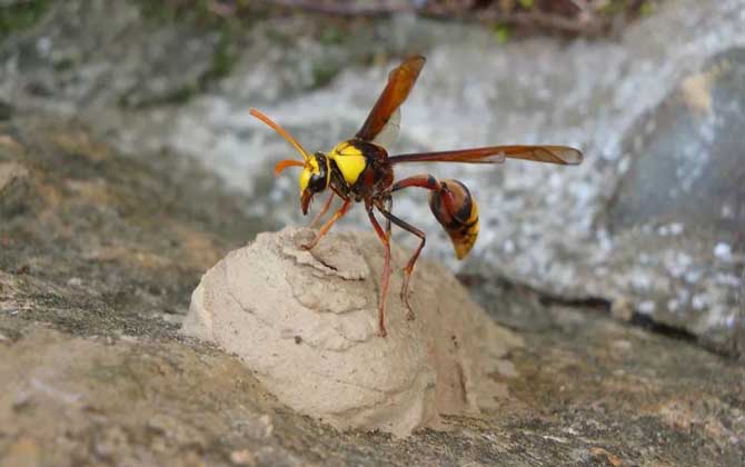 細腰蜂長什么樣子(腰很細的蜜蜂是什么蜂) 細腰蜂長什么樣子(腰很細的蜜蜂是什么蜂)