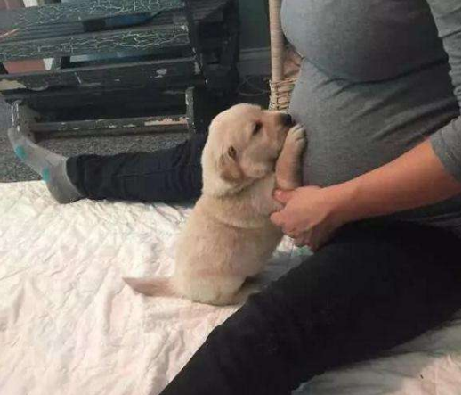 懷孕了，該不該把狗狗送走？