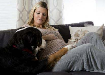 懷孕了，該不該把狗狗送走？