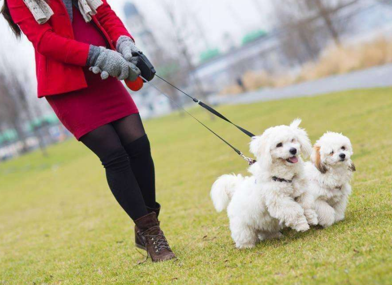 懷孕了，該不該把狗狗送走？