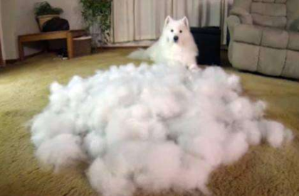 懷孕了，該不該把狗狗送走？