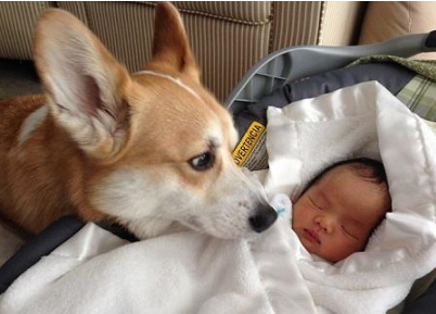 懷孕了，該不該把狗狗送走？