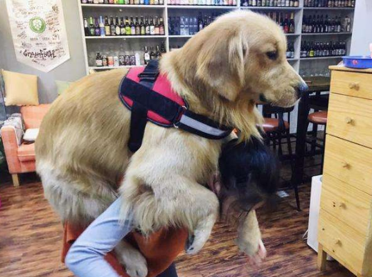 懷孕了，該不該把狗狗送走？