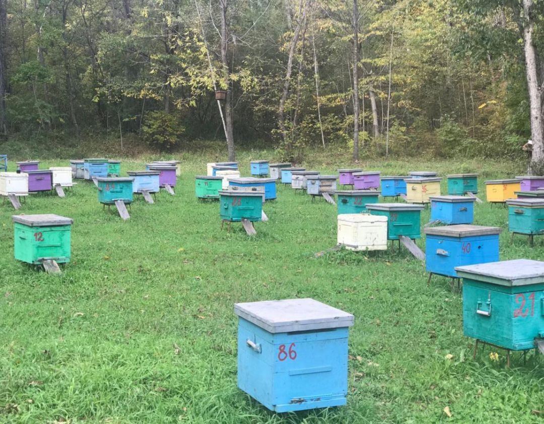 購買蜂群帶脾好還是不帶脾好(有脾和無脾飼養方式的區別) 購買蜂群帶脾好還是不帶脾好(有脾和無脾飼養方式的區別)