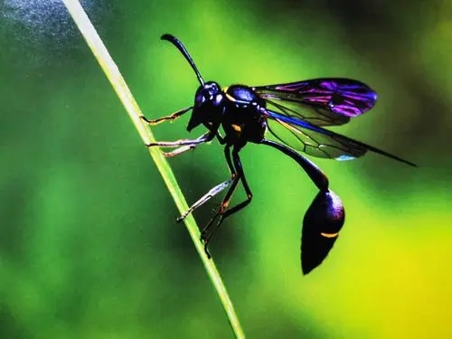 細腰蜂是益蟲還是害蟲(細腰蜂有是危害) 細腰蜂是益蟲還是害蟲