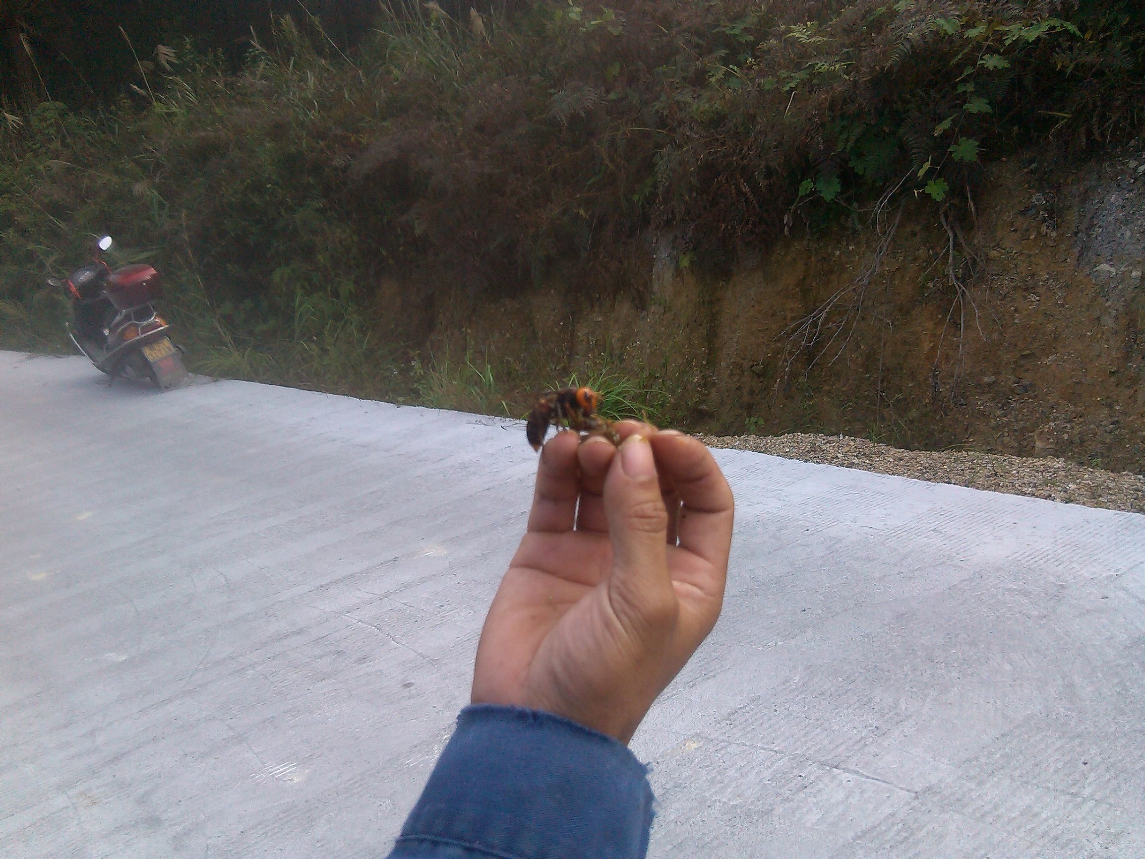 胡蜂怎么區別蜂王和雄蜂（胡蜂工蜂和蜂王怎么分）