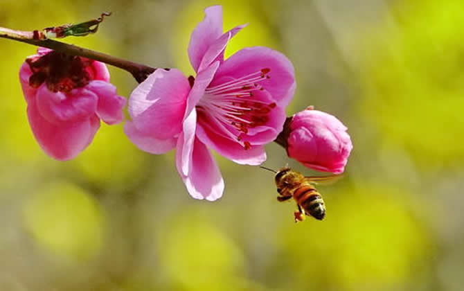 新手養蜂 新手養蜂