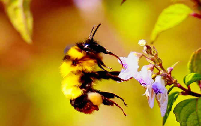 新手養蜂 新手養蜂