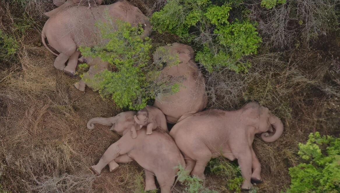 云南發(fā)現(xiàn)極危物種 消失100多年!云南發(fā)現(xiàn)極危物種異葉苣苔,野生華南虎會出現(xiàn)嗎?