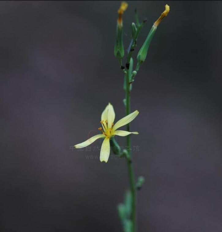 云南發(fā)現(xiàn)極危物種 消失100多年!云南發(fā)現(xiàn)極危物種異葉苣苔,野生華南虎會出現(xiàn)嗎?