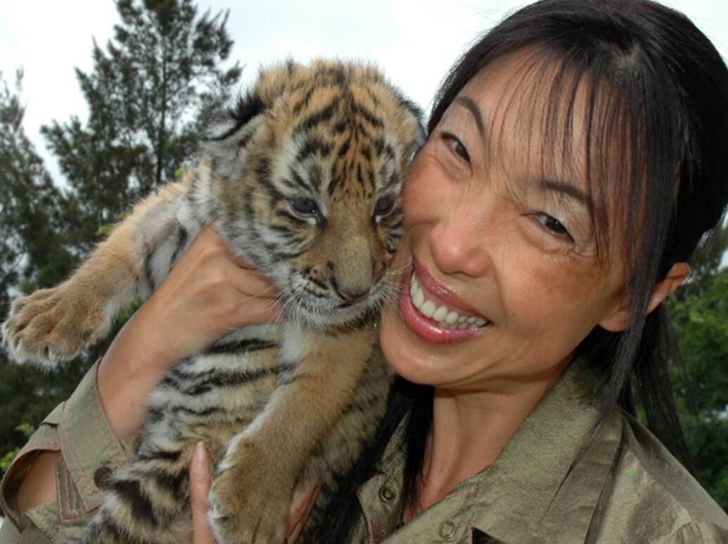 云南發(fā)現(xiàn)極危物種 消失100多年!云南發(fā)現(xiàn)極危物種異葉苣苔,野生華南虎會出現(xiàn)嗎?