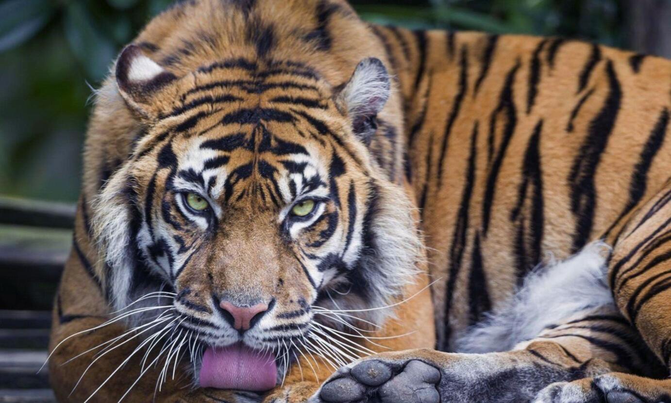 云南發(fā)現(xiàn)極危物種 消失100多年!云南發(fā)現(xiàn)極危物種異葉苣苔,野生華南虎會出現(xiàn)嗎?