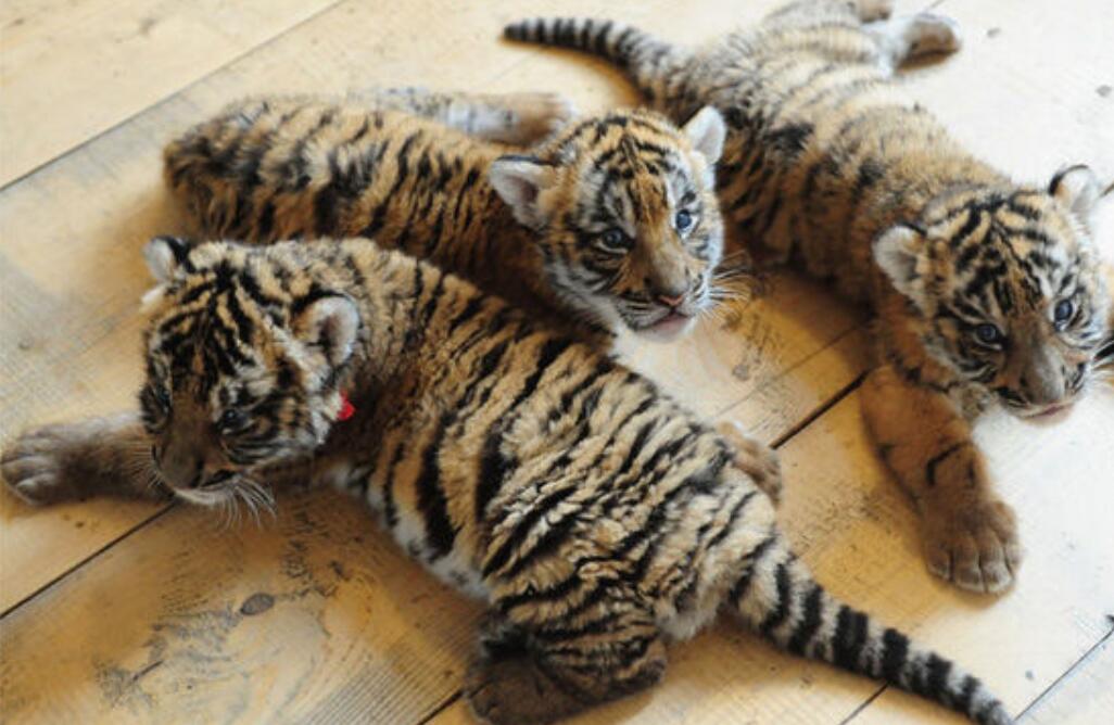 云南發(fā)現(xiàn)極危物種 消失100多年!云南發(fā)現(xiàn)極危物種異葉苣苔,野生華南虎會出現(xiàn)嗎?