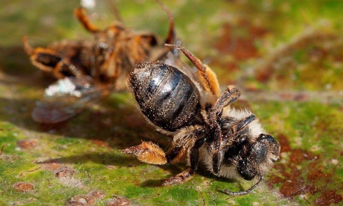 中蜂場(chǎng)能拒絕別人放意蜂嗎（意蜂和中蜂可以同場(chǎng)養(yǎng)殖嗎）