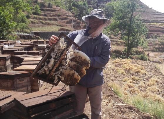 養蜂工具和蜂箱哪里有賣的(怎么買養蜂工具和蜂箱) 養蜂工具和蜂箱哪里有賣的(怎么買養蜂工具和蜂箱)