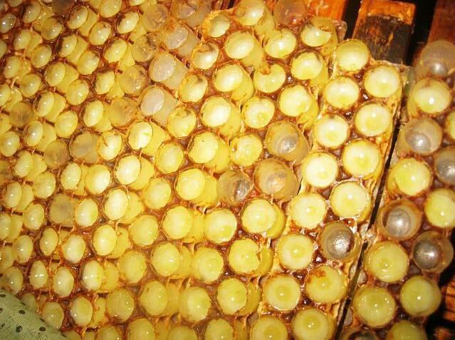 蜂王漿中王漿酸含量越高越好嗎(蜂王王漿酸含量標準) 蜂王漿中王漿酸含量越高越好嗎(蜂王王漿酸含量標準)