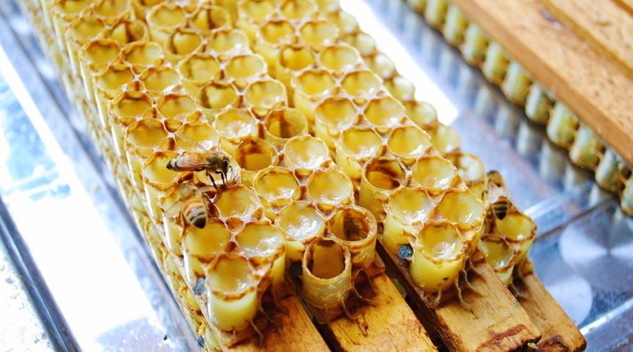 蜂王漿中王漿酸含量越高越好嗎(蜂王王漿酸含量標準) 蜂王漿中王漿酸含量越高越好嗎(蜂王王漿酸含量標準)