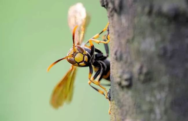 七里游胡蜂最多的地方在哪里? 七里游胡蜂最多的地方在哪里?