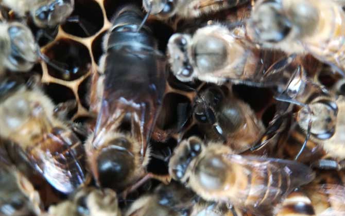 阿壩中蜂蜂王哪有賣的(阿壩中蜂蜂王產地分布) 阿壩中蜂