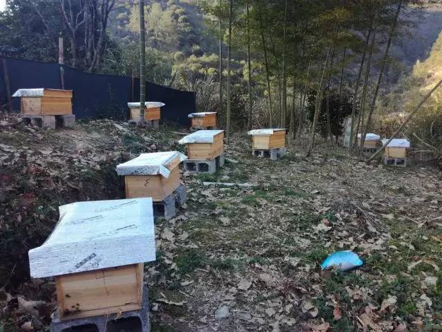 中蜂蜂具大全及價格(蜂具大全價格) 中蜂蜂具大全及價格(蜂具大全價格)