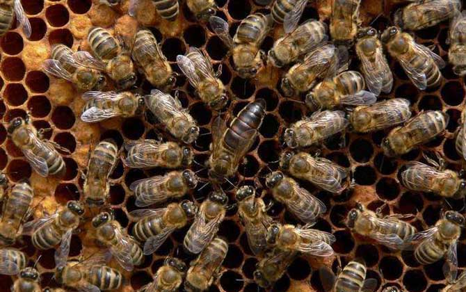 東北黑蜂買(mǎi)賣(mài) 東北黑蜂買(mǎi)賣(mài)