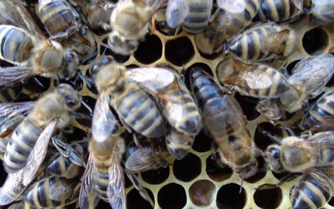 東北黑蜂買(mǎi)賣(mài) 東北黑蜂買(mǎi)賣(mài)