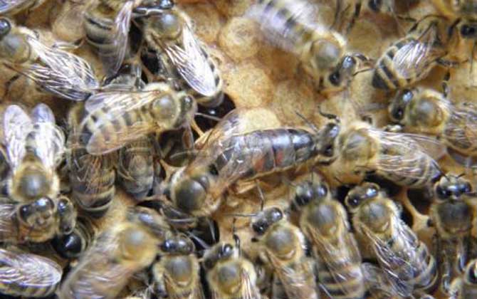 東北黑蜂買(mǎi)賣(mài) 東北黑蜂買(mǎi)賣(mài)