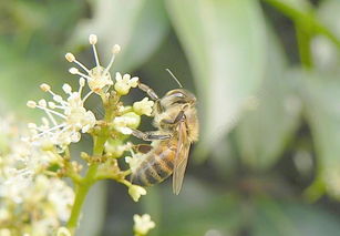新手養蜂如何過冬(養蜂冬季應該注意什么) 新手養蜂如何過冬(養蜂冬季應該注意什么)