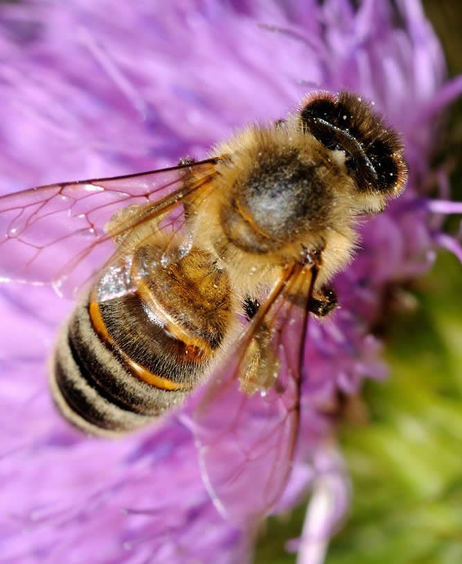 意大利蜜蜂好養還是中華蜜蜂好養(中蜂和意蜂那個更好養) 意大利蜜蜂好養還是中華蜜蜂好養(中蜂和意蜂那個更好養)