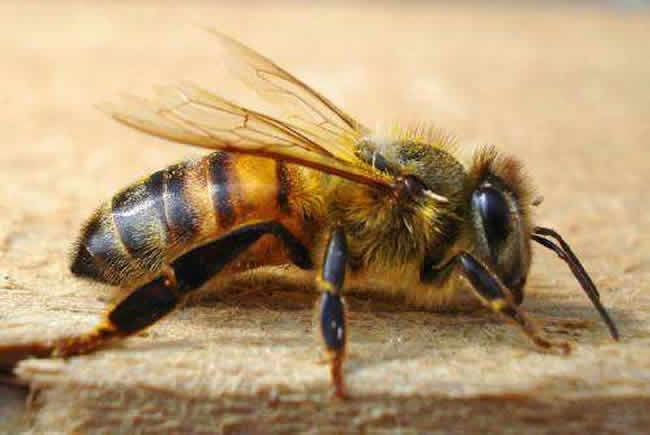 意大利蜜蜂好養還是中華蜜蜂好養(中蜂和意蜂那個更好養) 意大利蜜蜂好養還是中華蜜蜂好養(中蜂和意蜂那個更好養)