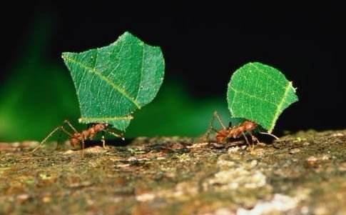 螞蟻的知識有哪些（螞蟻的特點和本領(lǐng)及相關(guān)知識）