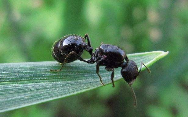 螞蟻的知識有哪些（螞蟻的特點和本領(lǐng)及相關(guān)知識）